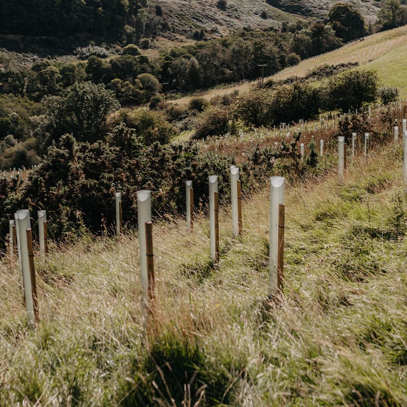 A hillside with young trees protected by plastic tubes, surrounded by lush grass and dense forest in the background.