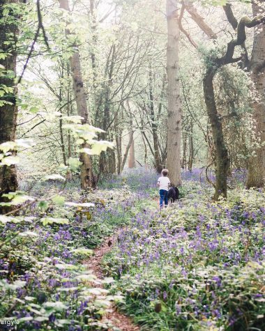 hannahargyle-bluebells-2